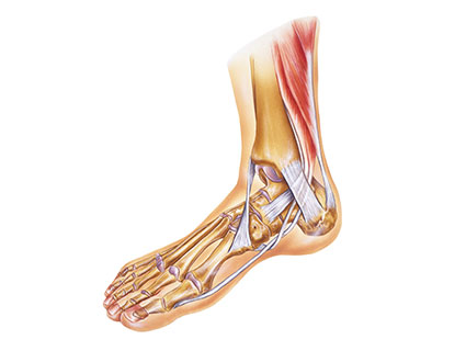 principais ligamentos tornozelo