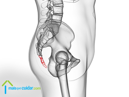 cóccix anatomia estrutura óssea cóccix